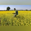 Cancer risk from some pesticides comparable to that due to smoking: Study A farmer sprays pesticides at a mustard field, in Kamrup district of Assam, Thursday, Nov. 30, 2023. (PTI Photo)