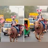 Watch: Man with bunny helmet rides a bull on Delhi road, internet ...