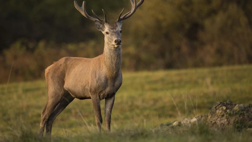 zombie deer disease zombie deer disease