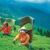 Brewing trouble: Darjeeling tea hits 8-year low in auctions, shows data |  Economy & Policy News - Business Standard