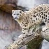 718 snow leopards found in India, more than 50% in Ladakh: MoEFCC Report