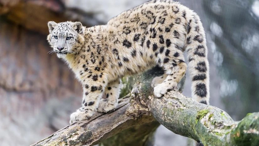 Snow leopard Photo: Flikr