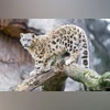 Snow leopard Photo: Flikr