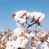 cotton seeds