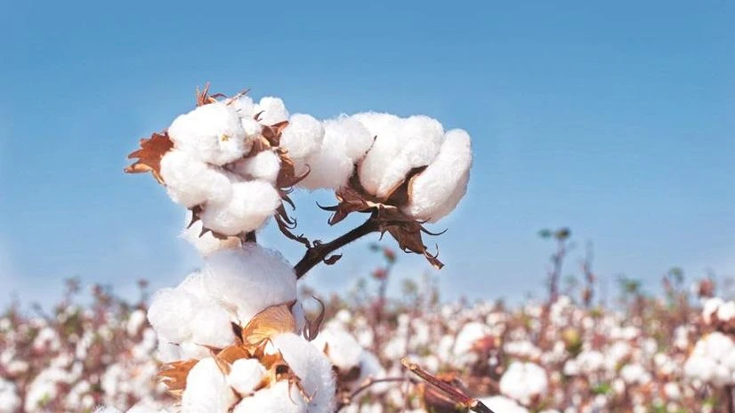 cotton seeds cotton seeds