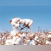 Cotton output likely to fall 7.4% as excessive rainfall damage crop cotton seeds