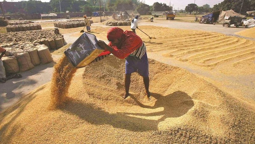 food grains crop agriculture food grains crop agriculture