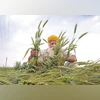 Punjab farmers Punjab farmers
