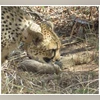 Five cubs born under Vantara's cheetah conservation program in Jamnagar Cheetah, cubs