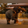 SC probe into Vantara: Why RIL-backed wildlife project is under scrutiny