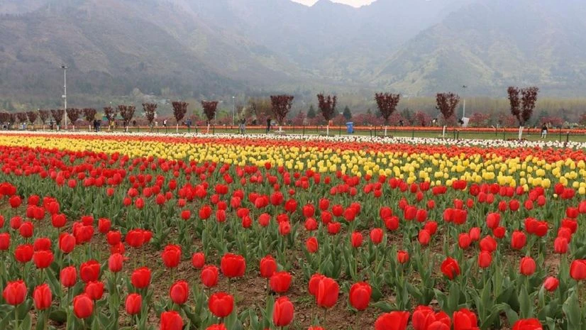 The tulip garden in Srinagar is a major tourist attraction. (Photo: Floriculture Department, Kashmir) The tulip garden in Srinagar is a major tourist attraction. (Photo: Floriculture Department, Kashmir)
