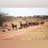 animal herd wildlife animal herd wildlife