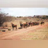 animal herd wildlife animal herd wildlife