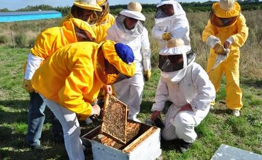 bees beekeeping bees beekeeping