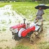 rainfall, farmer, agriculture