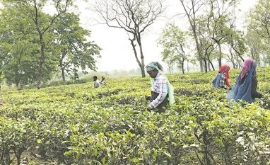 Battleground 2024: In Bengal's tea belt, climate and politics boil over Tea planters in the Dooars region Photo: ISHITA AYAN DUTT