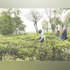 Tea planters in the Dooars region 	Photo: ISHITA AYAN DUTT