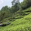 Tea Garden