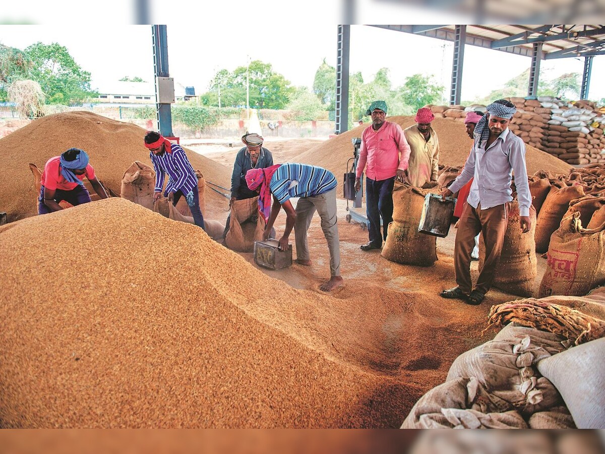Chhattisgarh govt to start paddy procurement at MSP from November 14 |  Agriculture - Business Standard