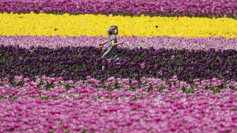 Flower,Flowers,Tulip,Harrison Tulip Festival Flower,Flowers,Tulip,Harrison Tulip Festival