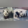 Dogs painted black and white to resemble pandas in Chinese zoo Dogs painted black and white to resemble pandas in Chinese zoo (Screen grab)