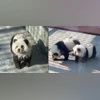 Chinese zoo paints chow chow dogs black & white to pass them off as pandas | World News - Business Standard