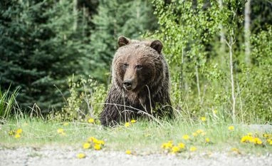 Man or Bear Man or Bear