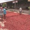 Lok Sabha polls: In chilli capital, fiery electoral battle on cards