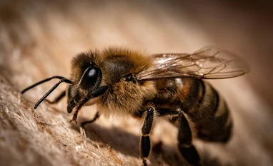 World Bee Day 2024: Celebration, history, themes, significance and more World Bee Day 2024
