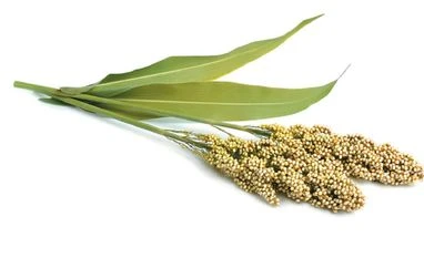 Centre notifies procedure for export of certified organic products millets