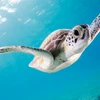 World Turtle Day 2024: Date, history, significance and all you need to know