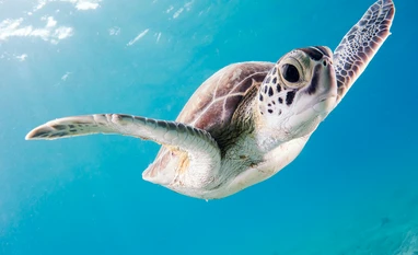 World Turtle Day 2024: Date, history, significance and all you need to know World Turtle Day 2024