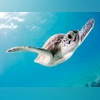 World Turtle Day 2024 World Turtle Day 2024