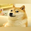 Kabosu, Japanese dog who inspired Dogecoin is no more Kabosu, Japanese dog who inspired Dogecoin is no more