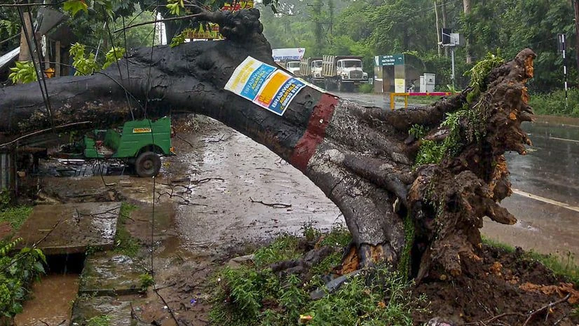 broken tree, Remal, cyclonic storm, Remal cyclon broken tree, Remal, cyclonic storm, Remal cyclon