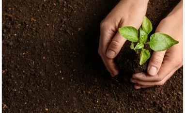 NCRTC to plant over 250K trees along RRTS corridor from Ghaziabad to Meerut Tree, Planting tree, Tree plantation