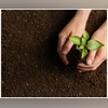Tree, Planting tree, Tree plantation Tree, Planting tree, Tree plantation