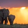 elephants, africa