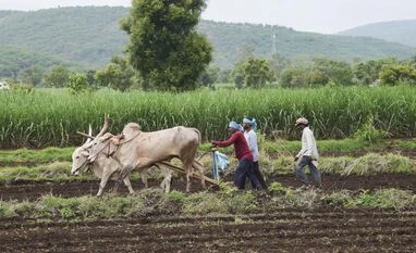 Farmers, Farmer, agriculture Farmers, Farmer, agriculture