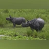 Rhinoceroses Rhinoceroses