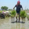 Fertiliser shares extends rally; RCF, NFL, FACT, Deepak zoom up to 20%