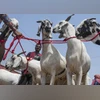 Goats,Bakrid Goats,Bakrid