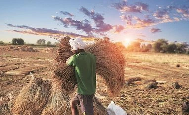 Centre hikes Kharif MSP by 5-12.7%; paddy raised by Rs 117 per quintal paddy agriculture farmer farming msp