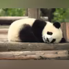 panda panda