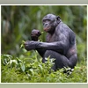 Chimpanzees Chimpanzees