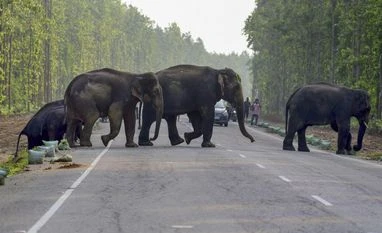 Over 2,500 people died in 5 years in human-elephant conflicts: Govt data elephant