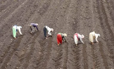 Farmers, Farmer, agriculture Farmers, Farmer, agriculture