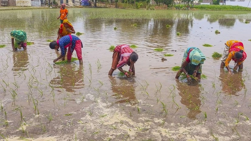 Farmers, Farmer, agriculture Farmers, Farmer, agriculture