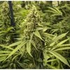 Decision on US marijuana policy shift delayed until after presidential poll