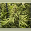 Marijuana